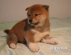 秋田幼犬怎樣喂養？