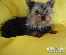 約克夏的常見病癥及治療方法