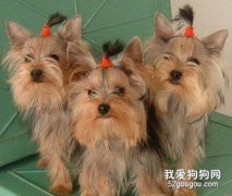 給約克夏狗狗絕育好處多
