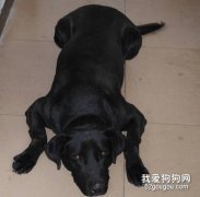 訓練拉布拉多犬的方法和最簡單的措施