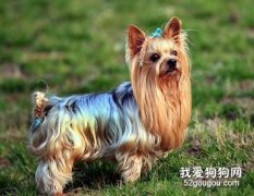 約克夏定點排便訓練的小技巧
