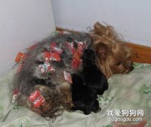 冬季約克夏母犬生產的注意事項