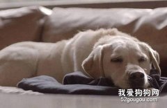 怎樣糾正拉布拉多犬抱人腿？