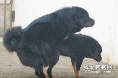 關于藏獒的交配過程的注意事項