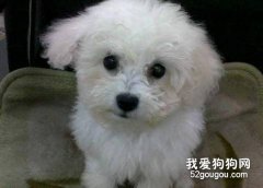 比熊幼犬發熱怎么辦？