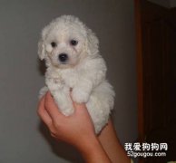 比熊犬最可怕的疾病—犬瘟