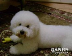 比熊犬可以吃牛骨或者豬骨嗎？