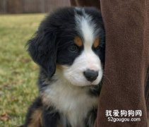 如何判斷伯恩山犬是否要生病的方法