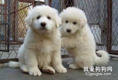 大白熊的性格差異