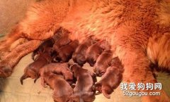 藏獒分娩時應該注意什么？