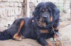 怎樣訓練藏獒提高服從性？