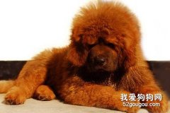 藏獒的美容護理及藏獒的品種檔案