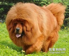 告訴你藏獒美容的七點專業知識