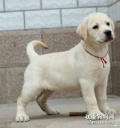 訓練拉布拉多狗狗排泄的方法