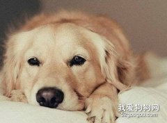 冬季怎么預防金毛犬窩咳？