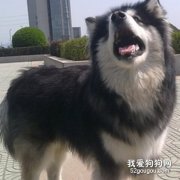 怎么愛護阿拉斯加牙齒健康？