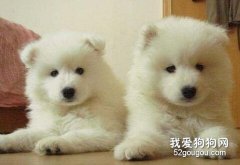 薩摩耶犬的科學喂養小常識