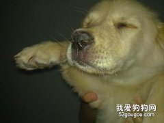狗狗得了犬瘟怎么辦？