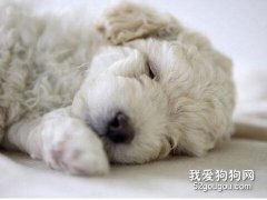 狗狗疾病的防止和護理