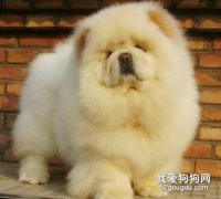 松獅胃病的治療及處理