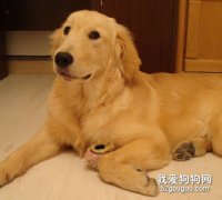 金毛氣管性疾病的診斷