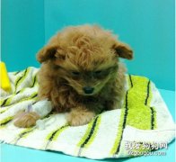 狗狗腹瀉、便秘的解決辦法