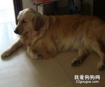 金毛犬生病的表現有哪些？