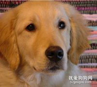 金毛胃扭轉的防治
