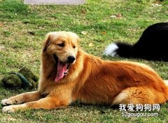 狗狗自咬癥的怎么辦？