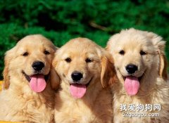 金毛疾病預防大全