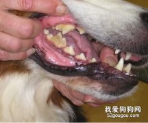 狗狗牙周炎的診斷以及防治
