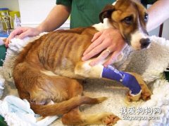 解析狗狗過瘦的原因