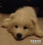 為什么狗狗會拉肚子？