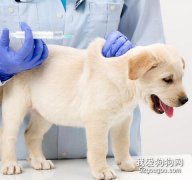 狗狗疫苗的常識