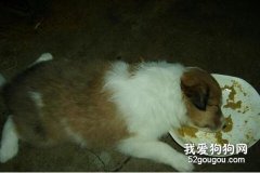 暴飲暴食對狗狗的危害