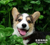 狗狗咽炎怎么辦？