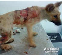 狗狗被燙傷如何急救？
