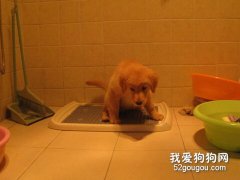 怎么訓練幼犬定點排便？