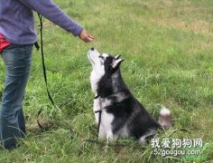 怎么訓練狗狗的服從性？