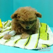 犬類常見病的介紹