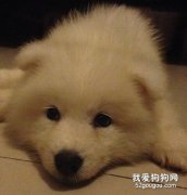 狗狗腹瀉的原因