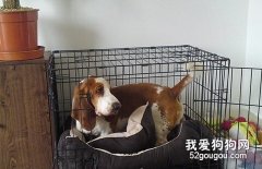 怎么讓狗狗乖乖的進籠？