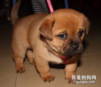 如何訓練狗狗適應新的環境？