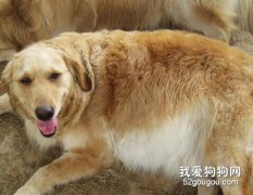 懷孕母犬怎么喂養？