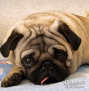 巴哥犬的生活習性介紹!