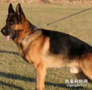 訓練德牧的十個基本原則