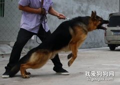 德國牧羊犬的誘導訓練