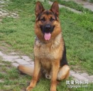 訓練德牧過程中十個錯誤方法
