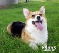 柯基犬訓練的幾個要點