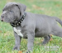 怎樣喂養比特幼犬？